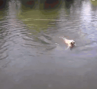 因为这货作为一条狗,游泳时不乖乖的狗刨,竟然还学会了蛙泳.