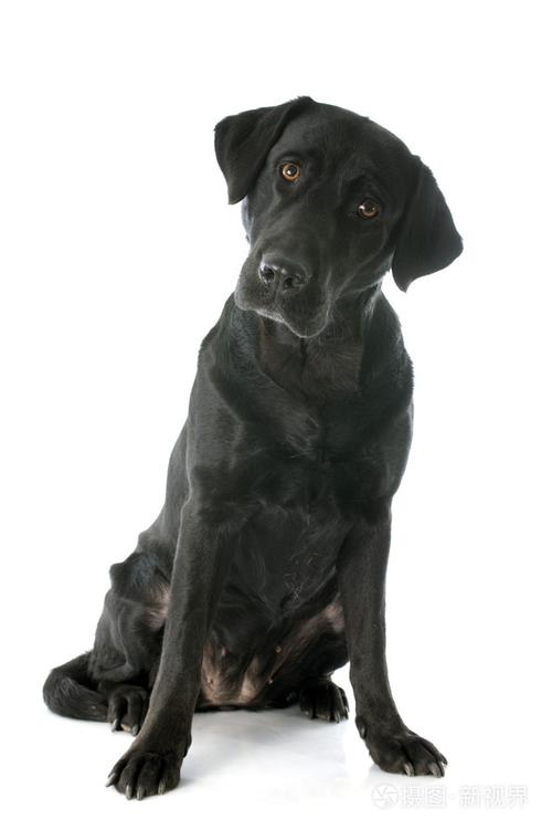 拉布拉多犬照片-正版商用图片1fgbnb-摄图新视界
