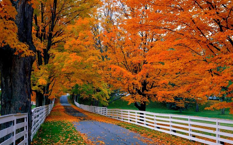 道路,树木,栅栏,自然风景,壁纸道路,树木,木栅栏,秋天,草地,红叶壁纸