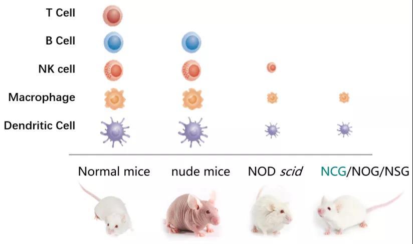 prkdc敲除产生与scid类似的表型,该小鼠有功能的t细胞和b细胞完全