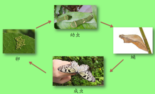 蝴蝶的一生要经历卵,幼虫,蛹和成虫四个阶段