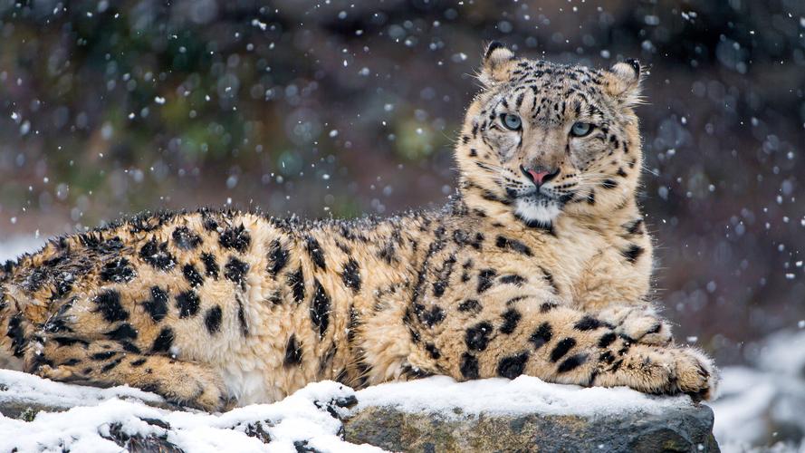 snow leopard - imageix