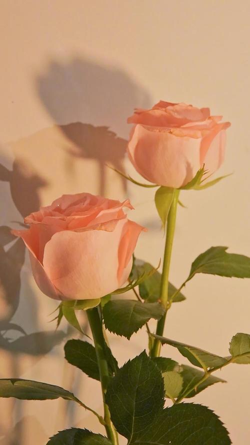 娇艳玫瑰花清新浪漫微距摄影,高清图片,手机壁纸