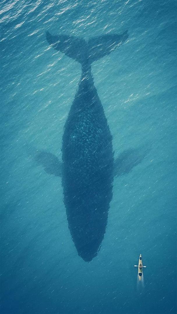 大鱼鲸鱼系列壁纸~一鲸落万物生,一念成山川,一念成江海