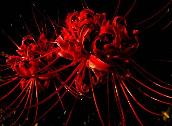 地狱之花彼岸花图片,犹如鲜红的血液(花叶永不相见) — 世界之最