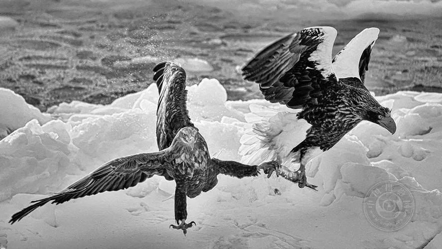 业余组2023年国际黑白摄影大奖赛野生生物类获奖作品公布上