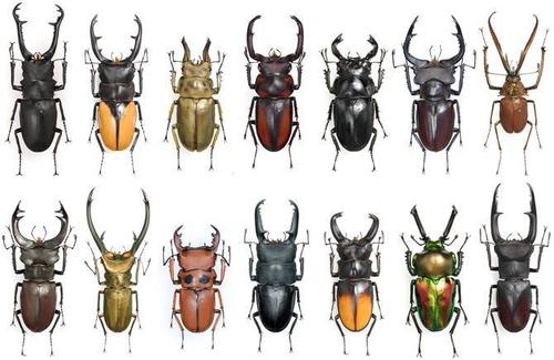 夹夹虫才是国外最受欢迎的甲虫?