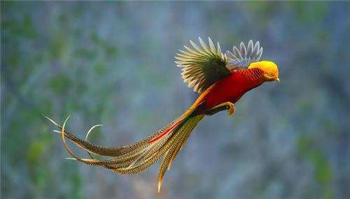 世界上最美的鸟图片(凤凰鸟真实照片)_金纳莱网