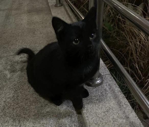 【已经被领养】上海财经大学超可爱亲人小黑猫找领养
