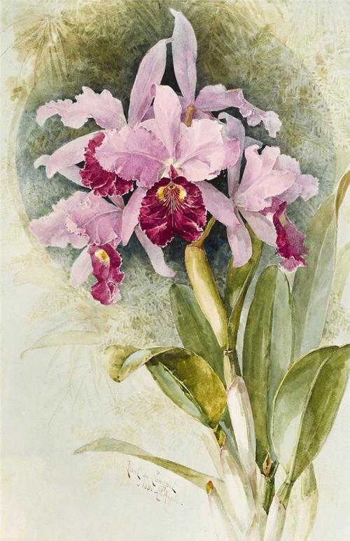 19世纪水彩画家paul de longpré笔下的花卉.