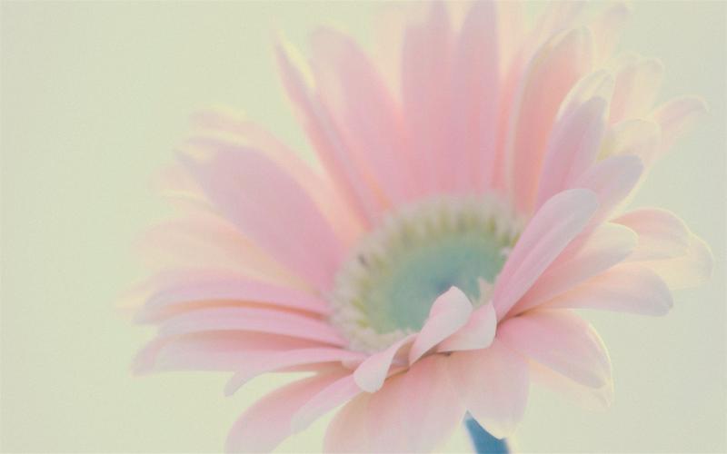 唯美植物花卉摄影小清新电脑桌面壁纸图片大全高清大图预览1920x1200
