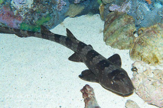 "斑竹鲨"这个名字源于它们身体的花纹与斑竹极为相似.