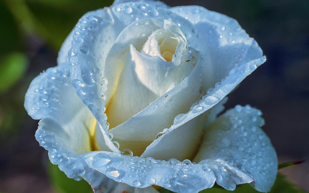 浅蓝色玫瑰花瓣水滴露珠壁纸