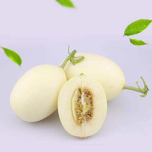 【预售】白香瓜5斤装 甜瓜应季新鲜农家水果批发