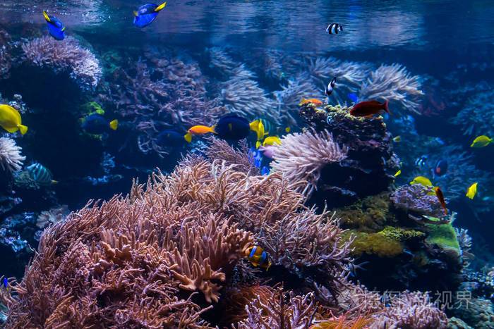 珊瑚礁和热带鱼的水下场景