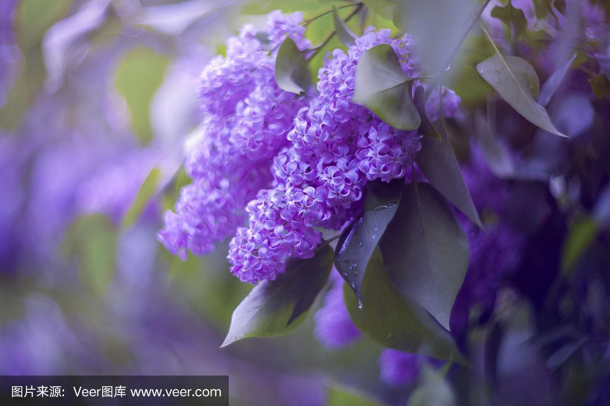 浅的,春天,丁香花,强迫性的,紫色