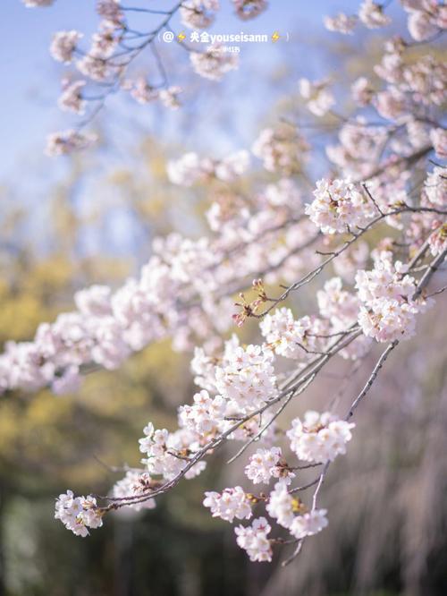 大阪樱花速报鹤见绿地可以赏樱了