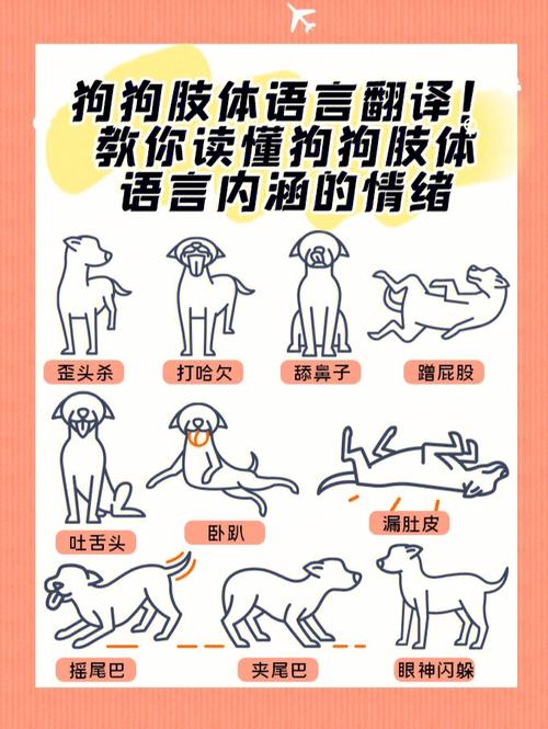 狗狗肢体语言翻译教你读懂肢体动作含义