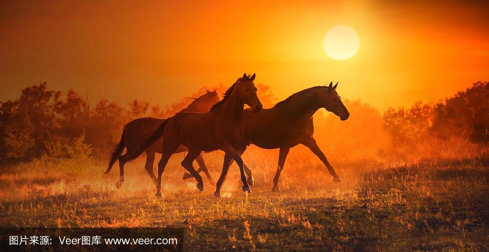 三匹棕色的马在夕阳的背景下奔跑