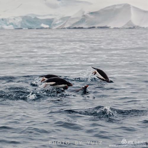 其它 冰海企鹅   在澳大利亚菲利普岛,看过仙企鹅在企鹅尖兵的带领下
