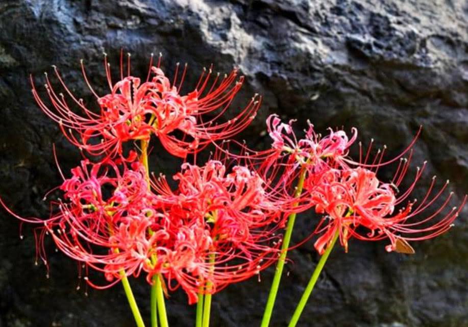 农村这种常见野花,民间称它"地狱花",有着极高的观赏价值!