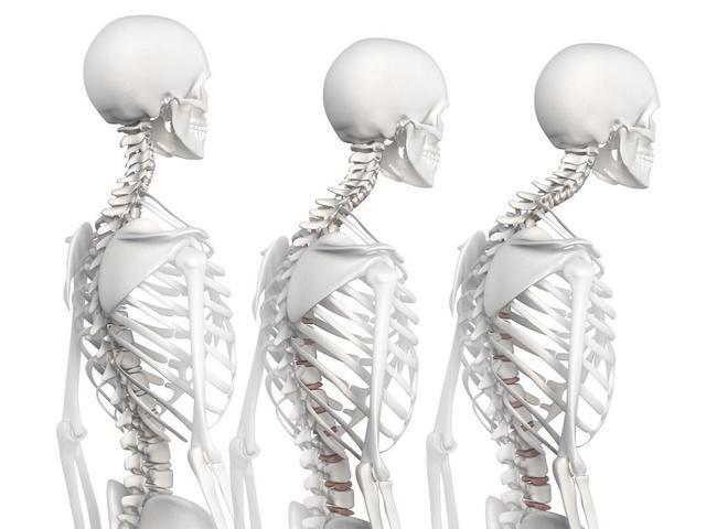 脊椎骨上布满了神经束,它们与各个器官和组织紧密相连,起到连接大脑和