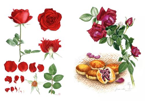 左:玫瑰的各部分结构/李聪颖绘    右:鲜花饼制作过程/ 田震琼绘