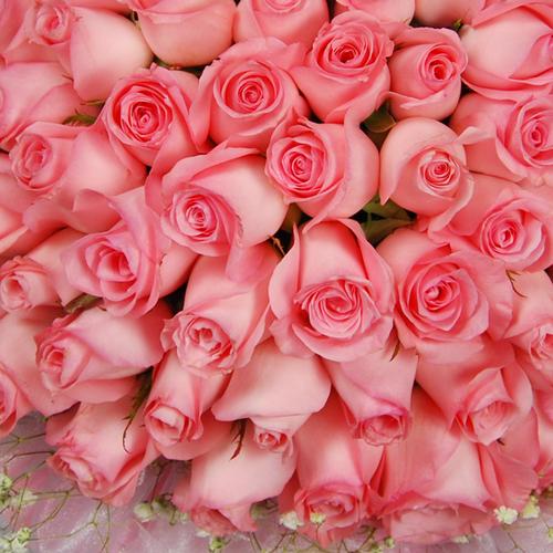 66枝精选戴安娜玫瑰|桦甸市花仙子鲜花,吉林花店,吉林鲜花网,吉林鲜花