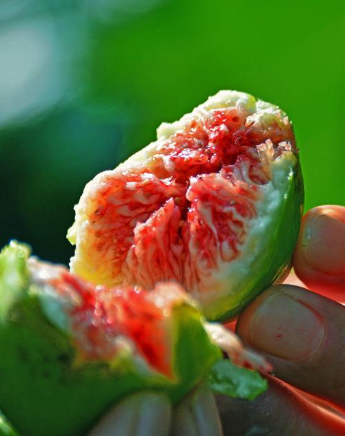 五芝源的无花果食疗的美味水果全面成熟开采江苏无锡斗山