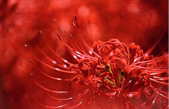 传说中冥界唯一的花朵,引魂之花-------曼珠沙华