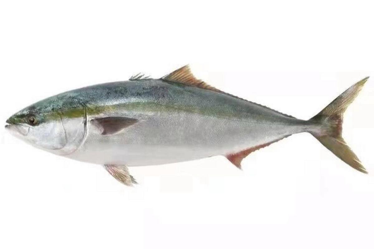 黄鰤鱼 黄鰤鱼是鲹科鰤亚科鰤属的一种温水性鱼类,分布于日本海及台湾