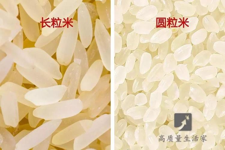 买大米时,长粒米和圆粒米到底有啥区别?
