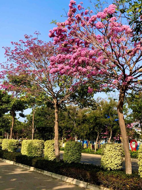 春节快到了,九龙大道主干道两侧的隔离带上的红花风铃树又逐渐开花了