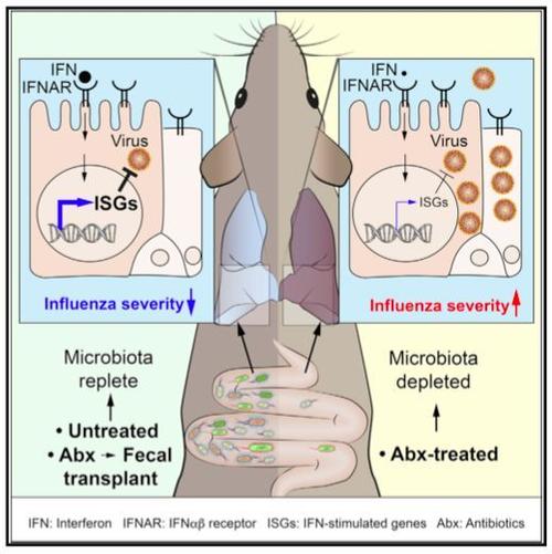 19.用错抗生素加重流感,cell子刊:肠道微生物帮助小鼠对抗流感攻击
