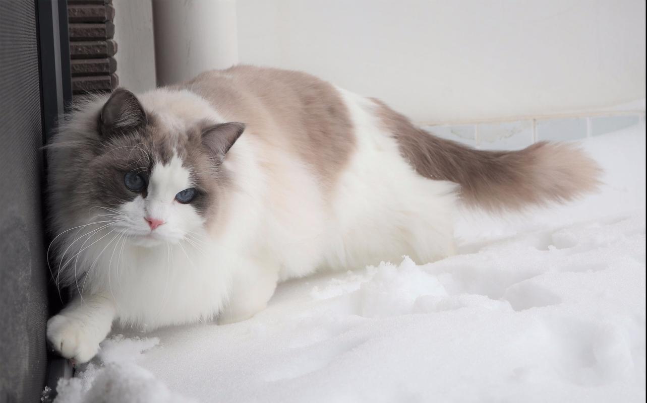 【诺大宝】布偶猫第一次在南方踩雪超萌!