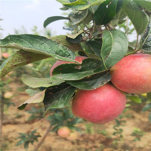 苹果苗培育嫁接苹果苗新品种
