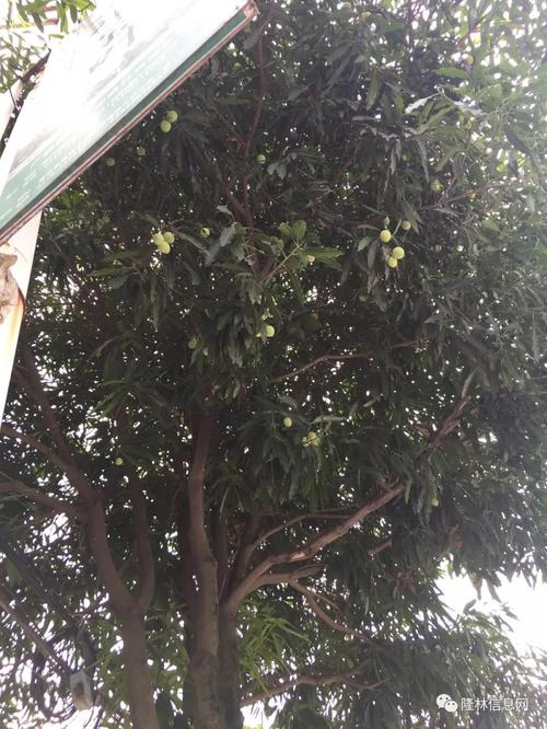 又是一年扁桃成熟时隆林街道两旁的扁桃树果实累累隆林信息网
