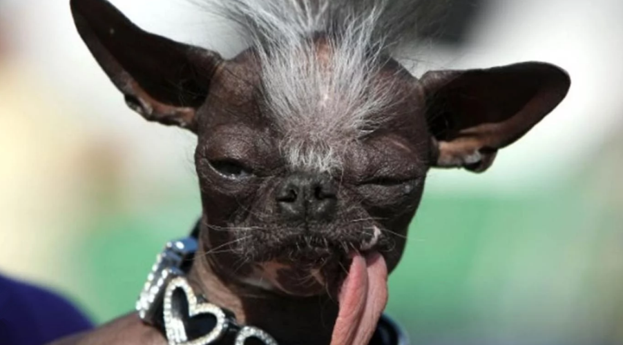 直击全世界10大最丑的狗这只中国犬榜上有名