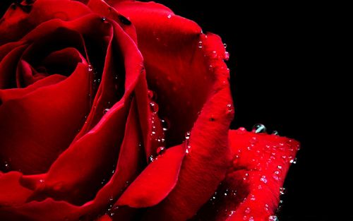 玫瑰花,情人节,鲜花,浪漫,love玫瑰花壁纸图片