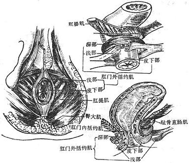 图9-21 肛门内,外活约肌及肛直肠环图9-22 盆腔后部冠状断面和模式图