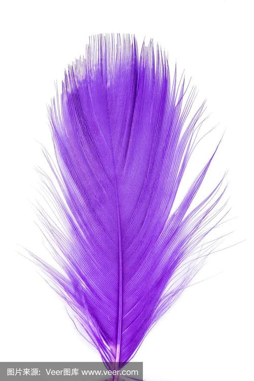 羽毛紫色纹理图案抽象软背景