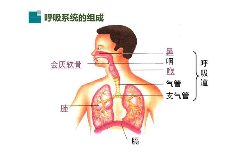 【科普】八分钟快速了解呼吸系统的组成 鼻咽喉肺的作用是什么?
