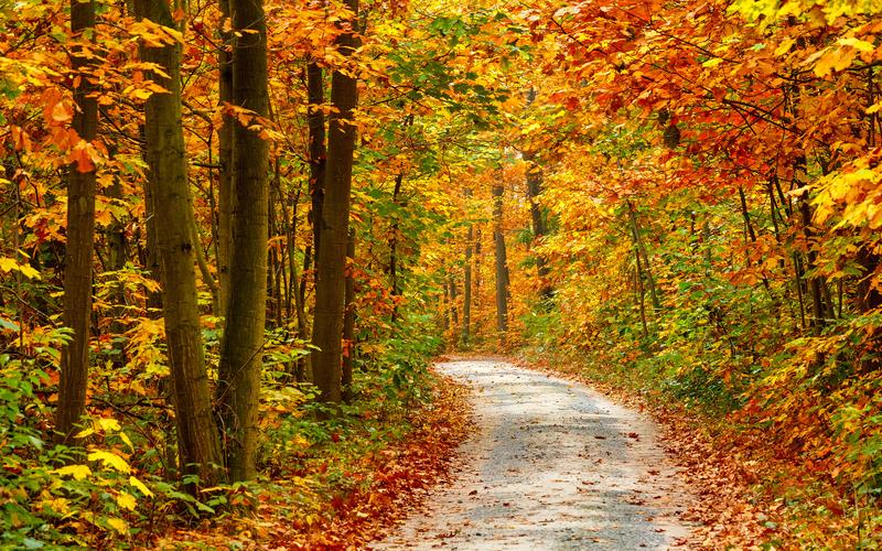 秋天的黄叶自然景色高清图片合集电脑桌面壁纸下载第一辑-风景壁纸