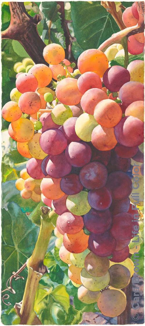 美国画家carabrown创作的水彩葡萄
