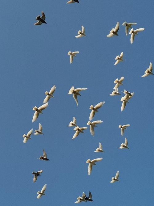 金秋十月西湖鸽子满天飞
