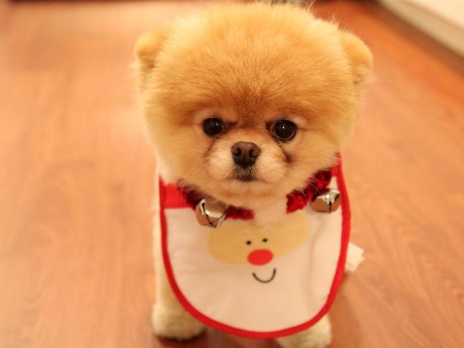 可爱的小狗圣诞-动物精灵摄影壁纸