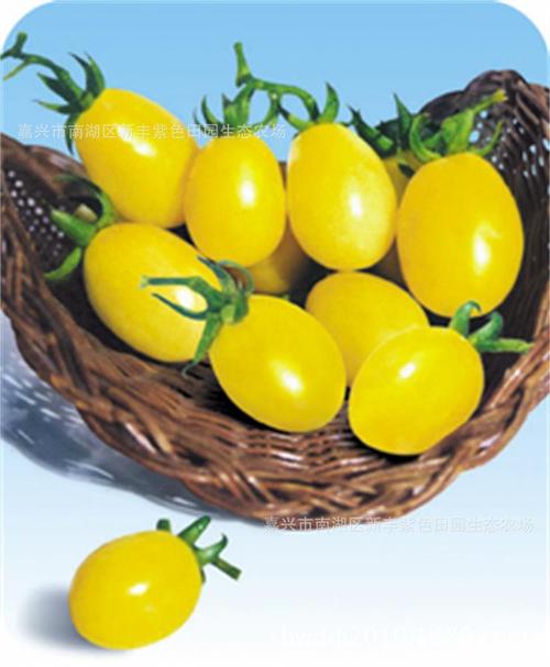 金吉果小番茄种子 水果型樱桃番茄 黄色圣女果易栽培无限生长