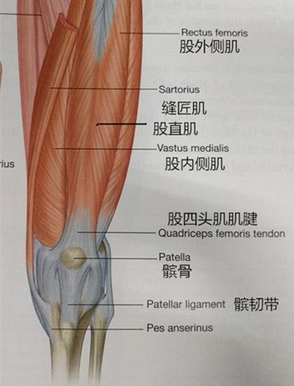是股四头肌腱的中央部纤维索,自髌骨向下止于胫骨粗隆