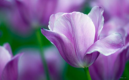 紫色系郁金香唯美清新桌面壁纸下载1,植物壁纸,唯美,护眼,花卉,高清