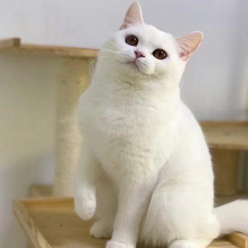 猫咪活物纯白英短银渐层银点白猫英国短毛猫幼猫咪